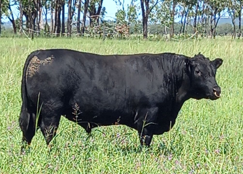 Australian Heritage Angus – Page 2 – Australian Heritage Angus