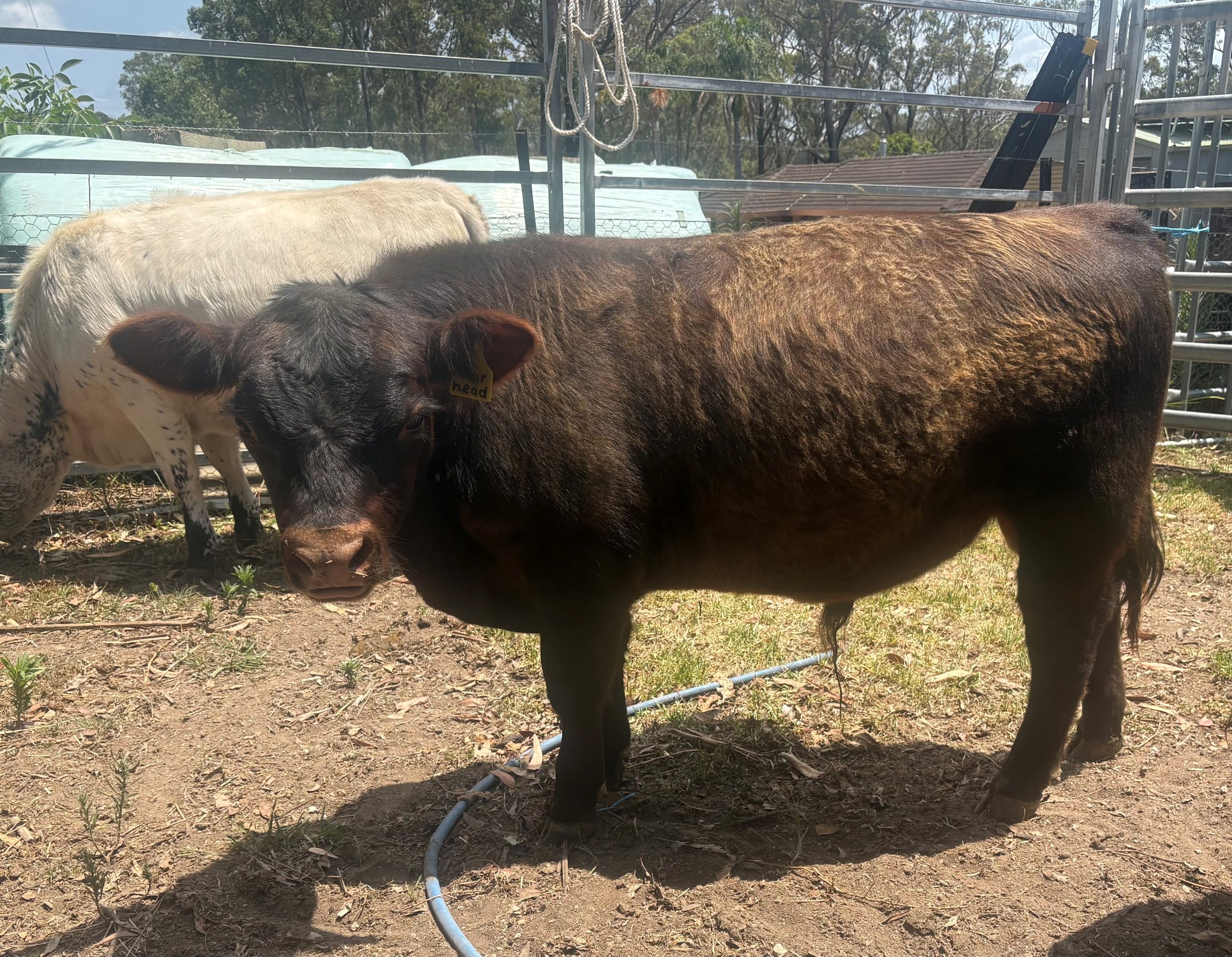 Ruby Park Warhead (red) with Vitulus bloodlines