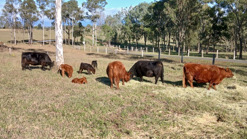 Australian Heritage Angus Cows with Calves at Foot for Sale