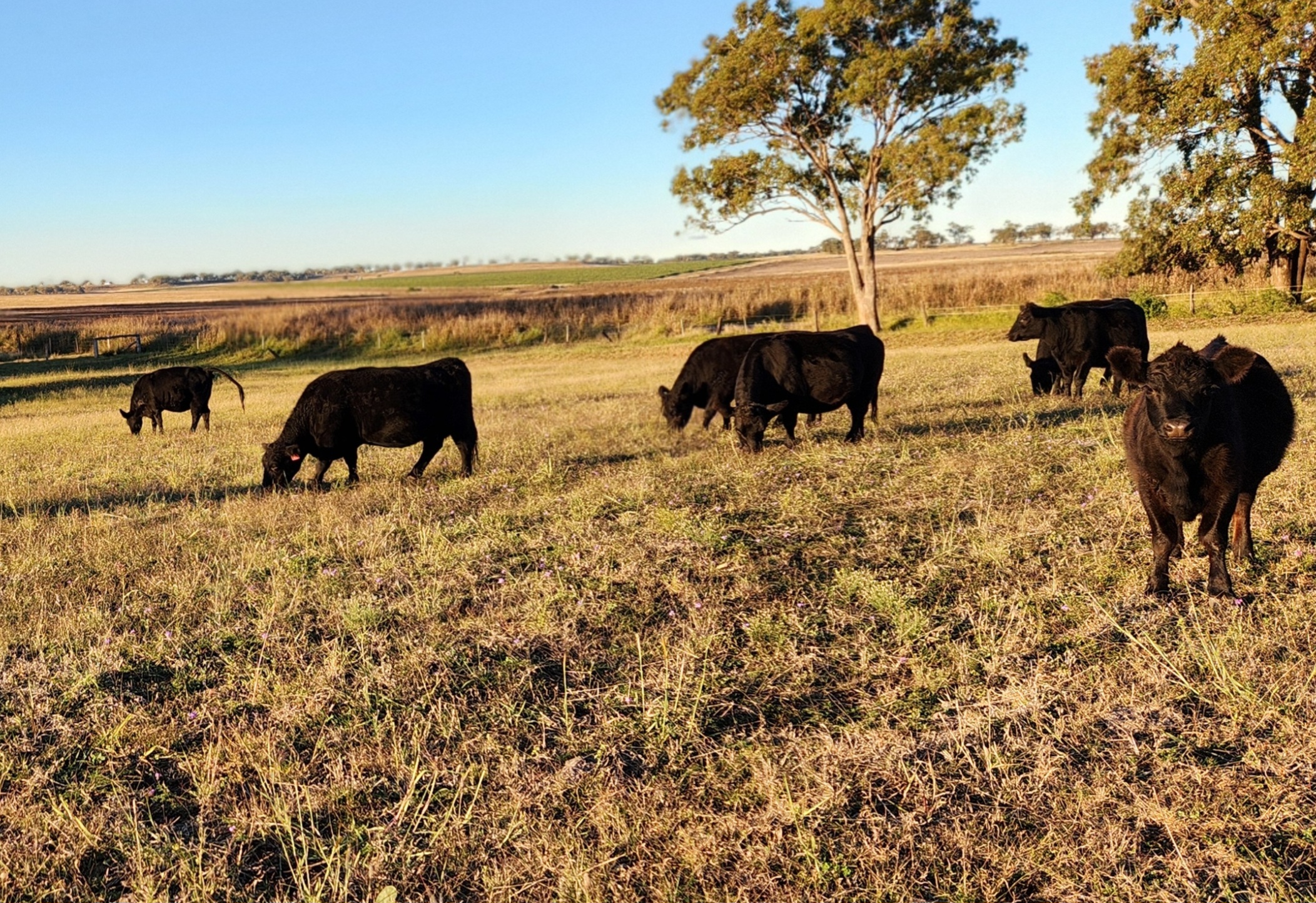 Mason Farm Herd